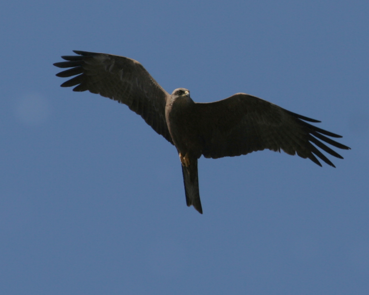 pajaro negro