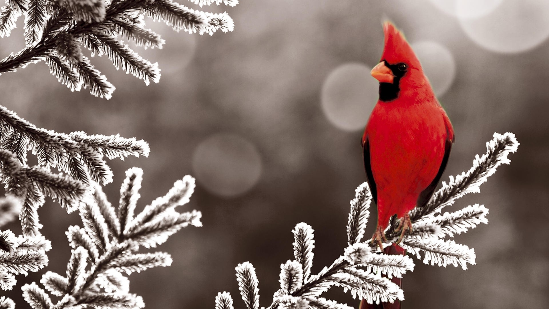 Pajaro Rojo con cresta