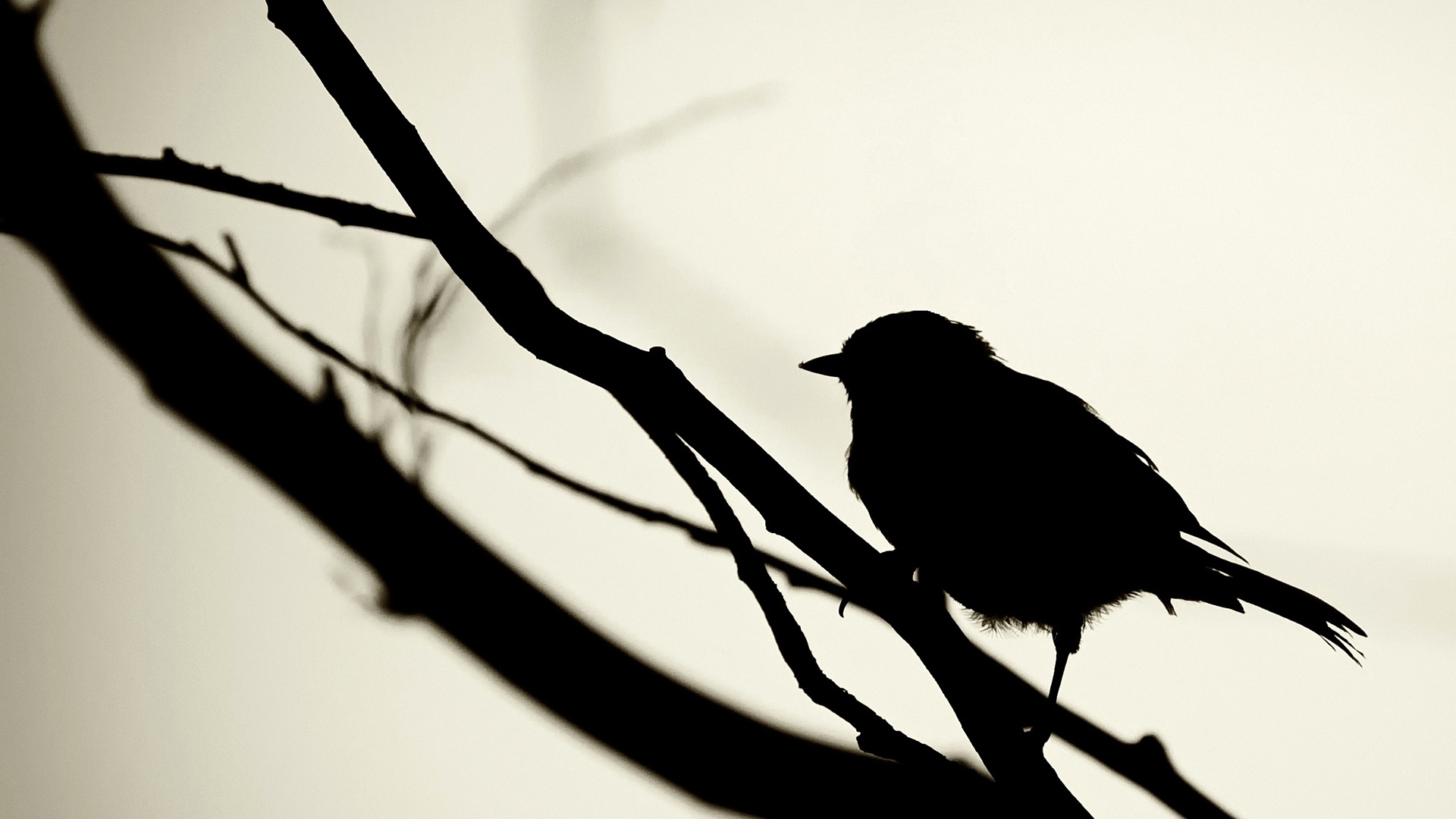 Pajaros en blanco y negro