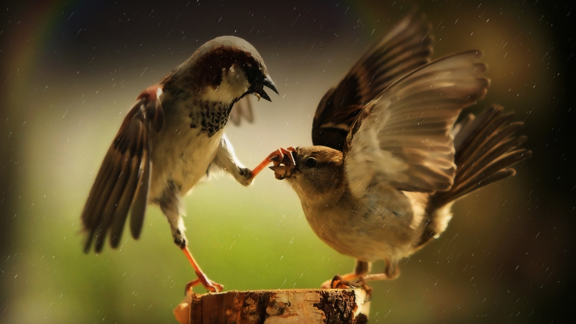 Passerines