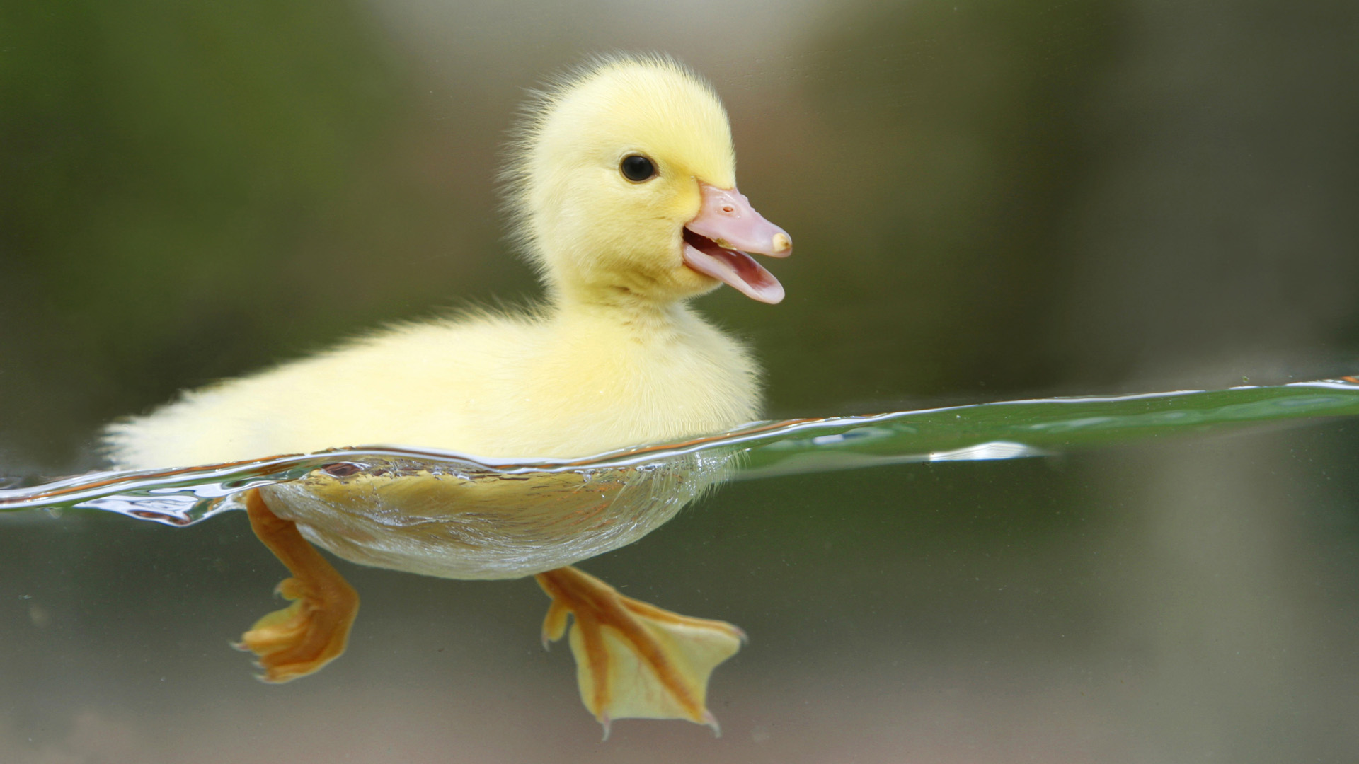 Patito amarillo nadando en agua