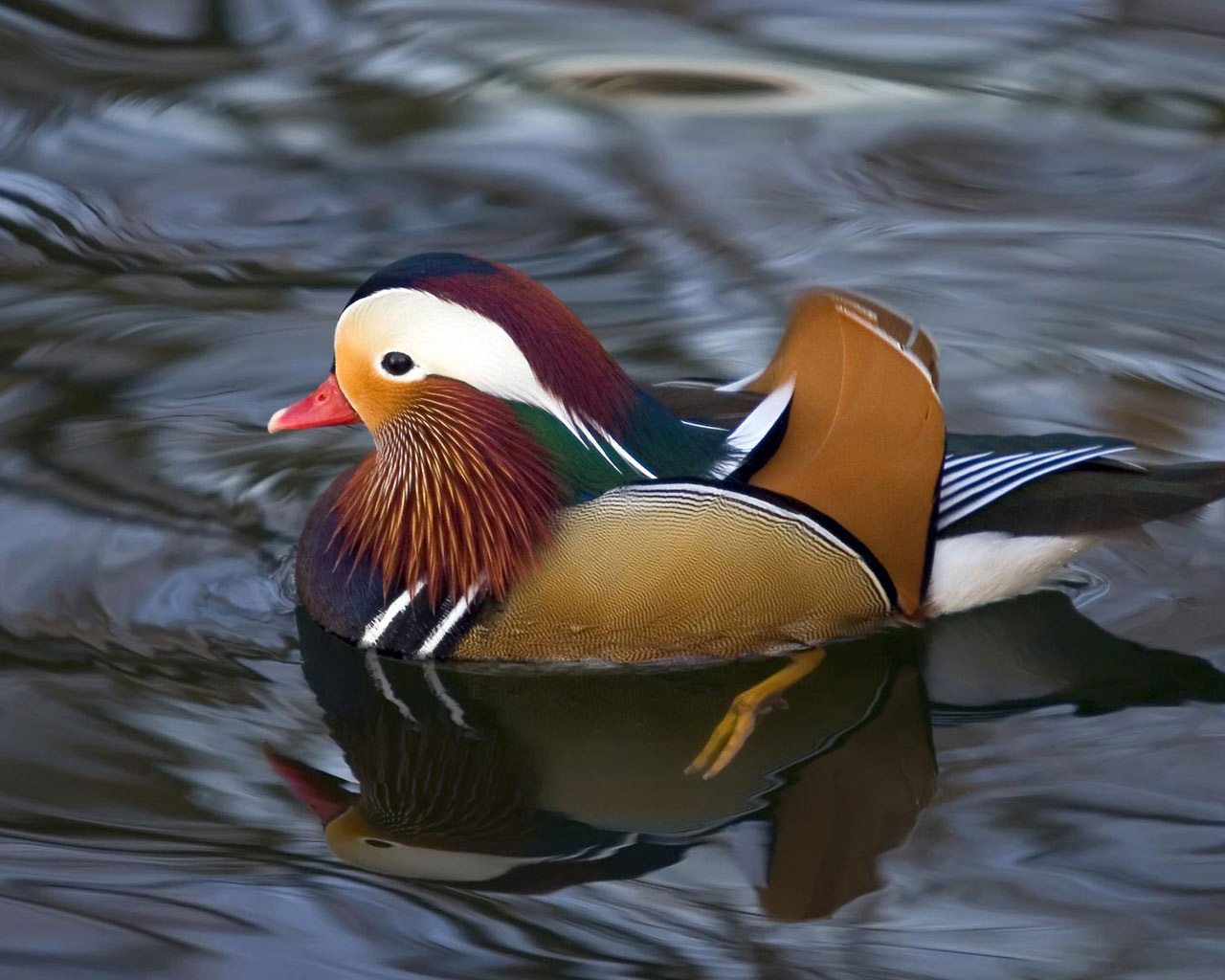 patito de colores en el lago