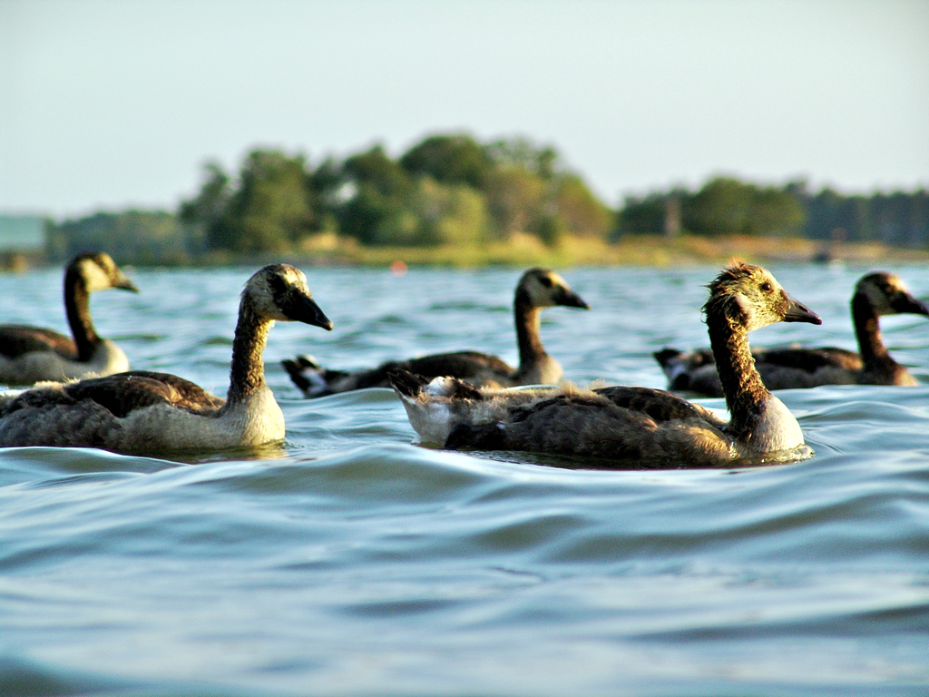 patitos nadando
