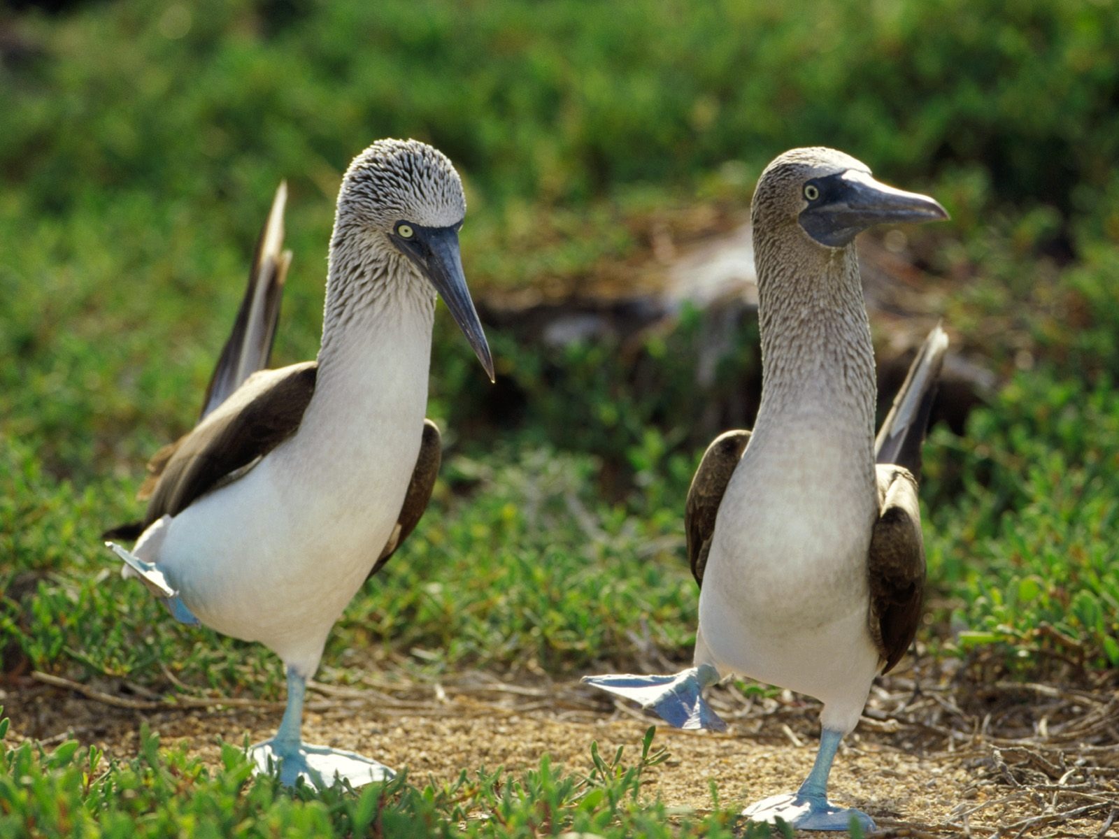 Patos graciosos
