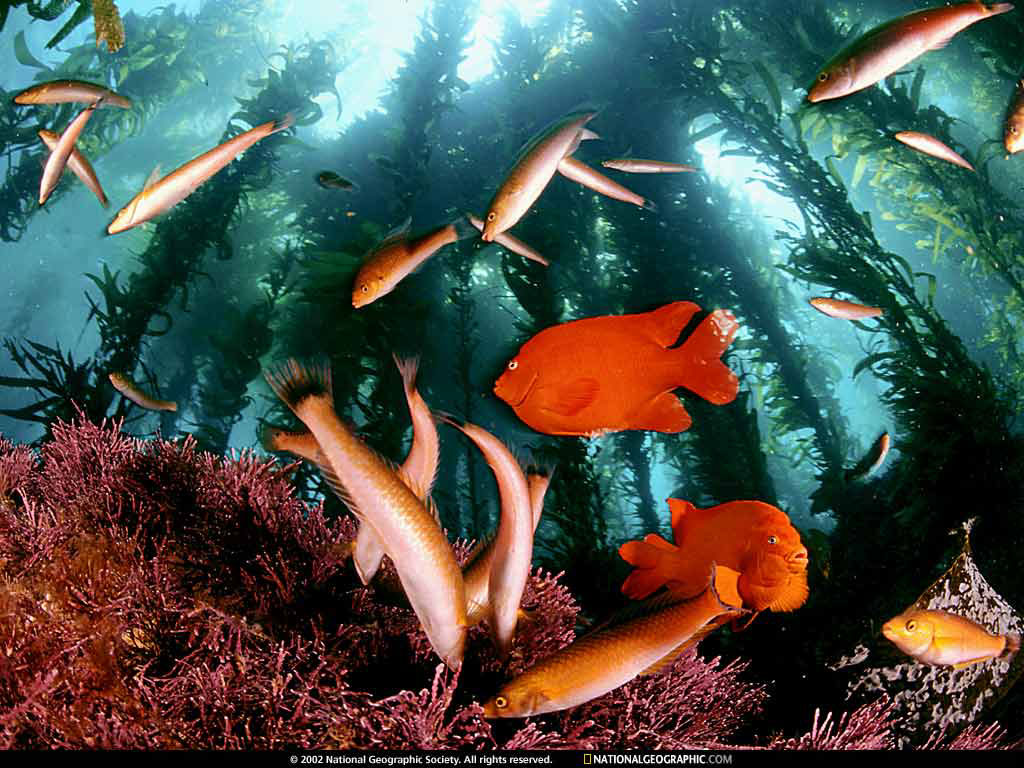 Pescados en pecera