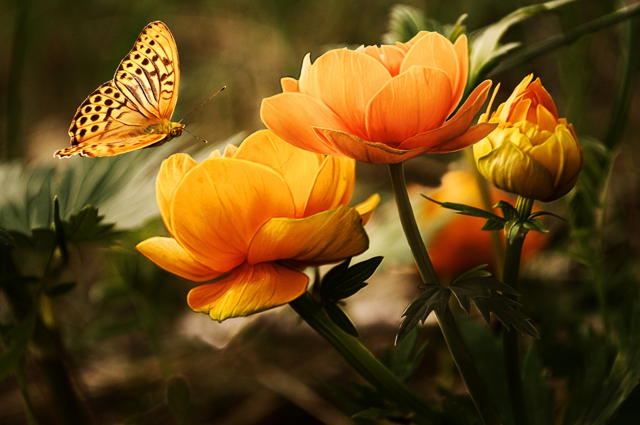 Pexels pixabay