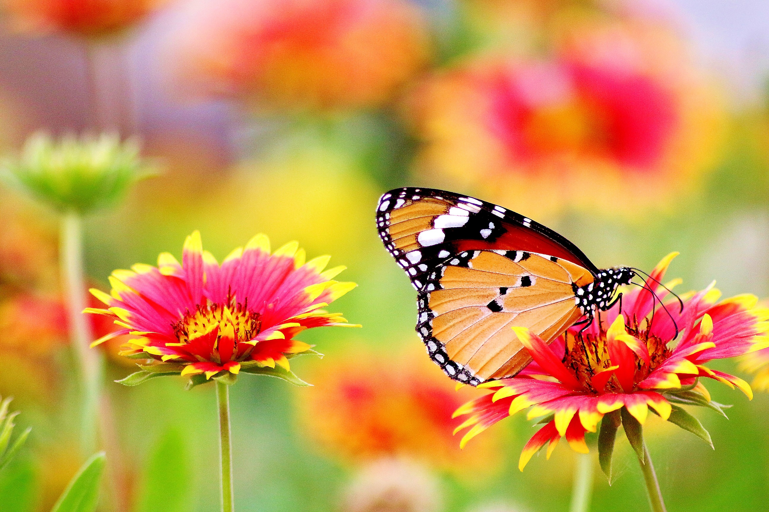 Pexels pixabay
