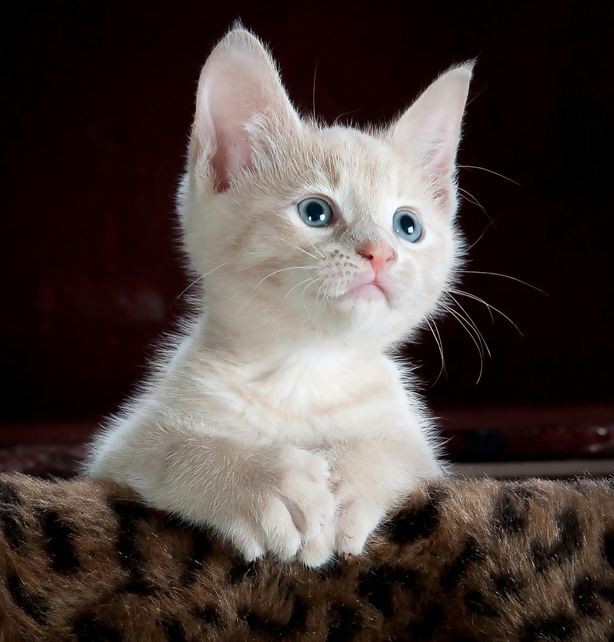 Gatito curioso y tierno, fondos de pantalla adorables y lindos.