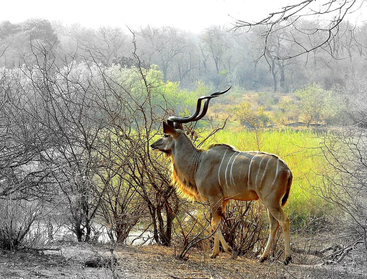 pintura de antilope