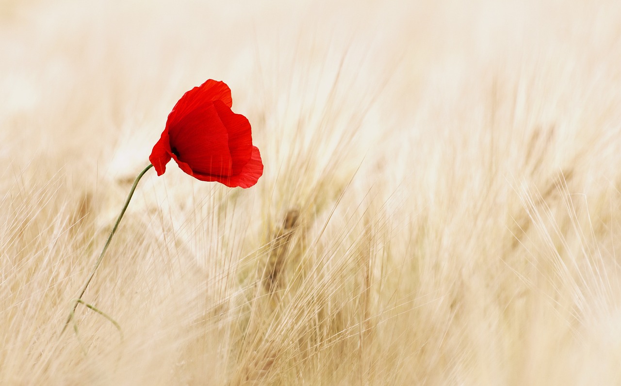 Fondo de Pantalla de pixabay_100263.jpg