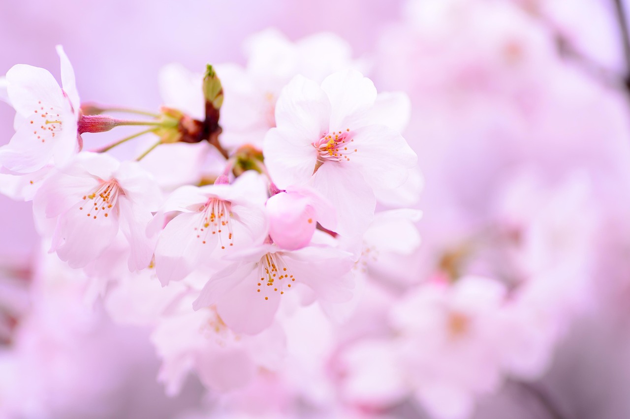 Fondo de Pantalla de pixabay_1300811.jpg