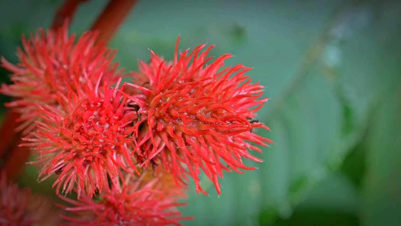 Fondo de Pantalla de pixabay_1581427.jpg