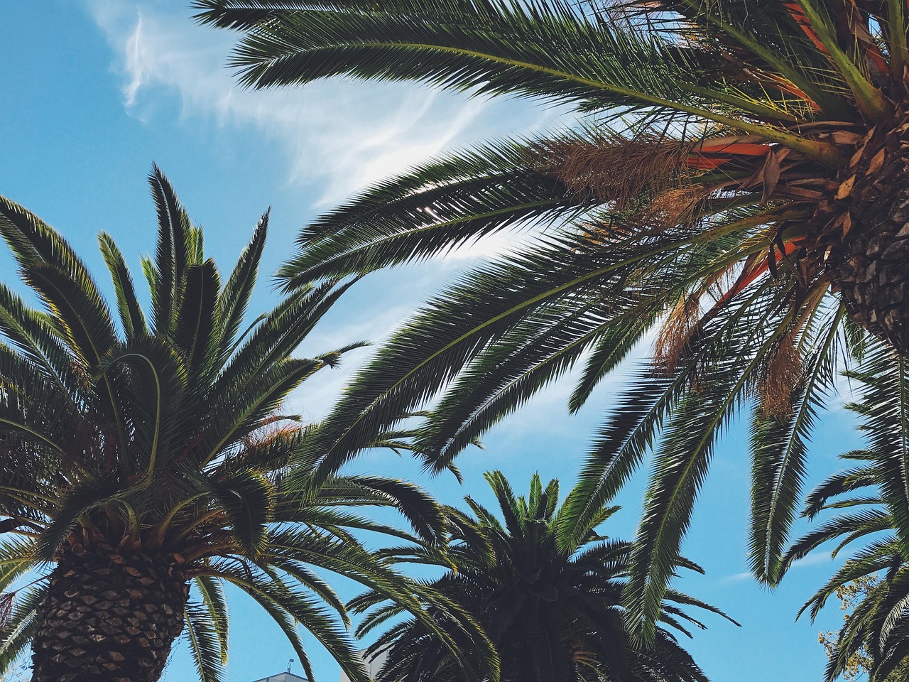 Fondo de Pantalla de pixabay_1867106.jpg