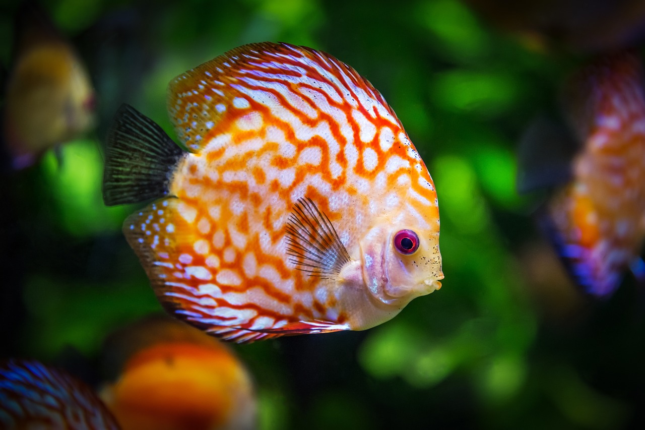 Fondo de Pantalla de pixabay_1943755.jpg