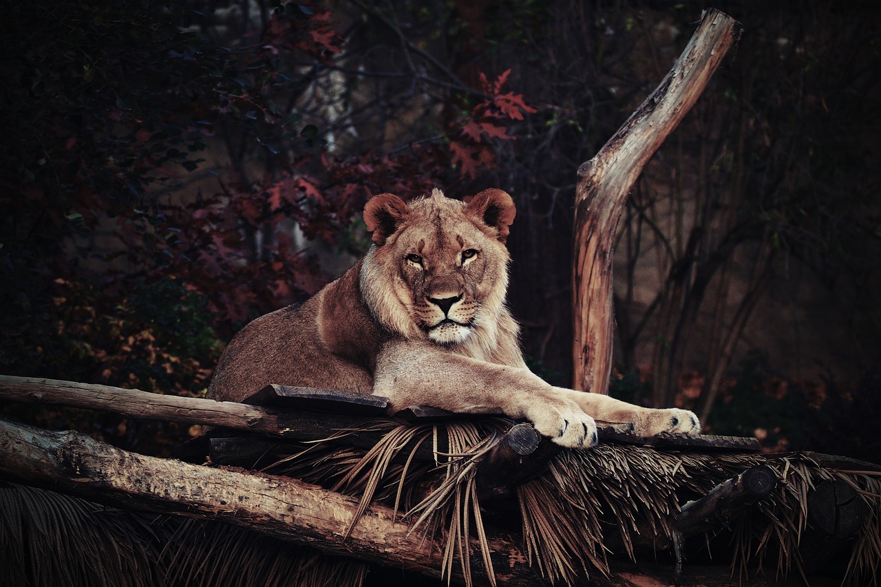 Fondo de Pantalla de pixabay_2141363.jpg