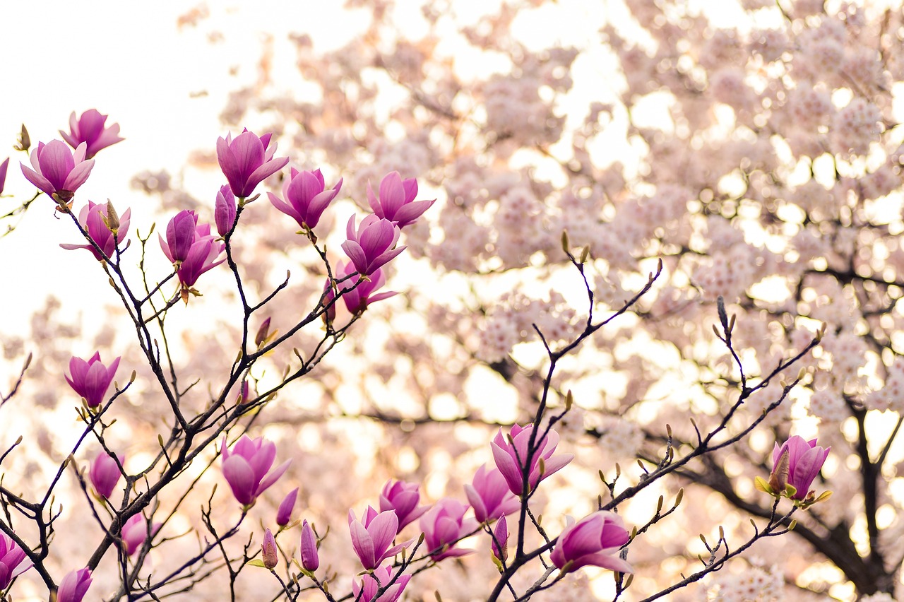 Fondo de Pantalla de pixabay_2218788.jpg
