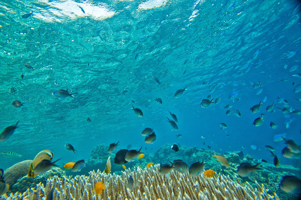 Fondo de Pantalla de pixabay_2347255.jpg