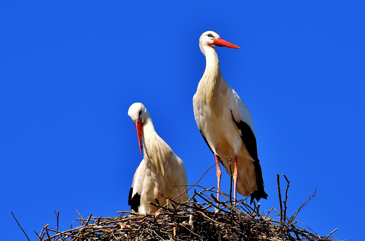 Fondo de Pantalla de pixabay_2525893.jpg