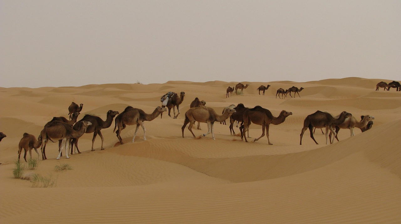 Fondo de Pantalla de pixabay_2614827.jpg