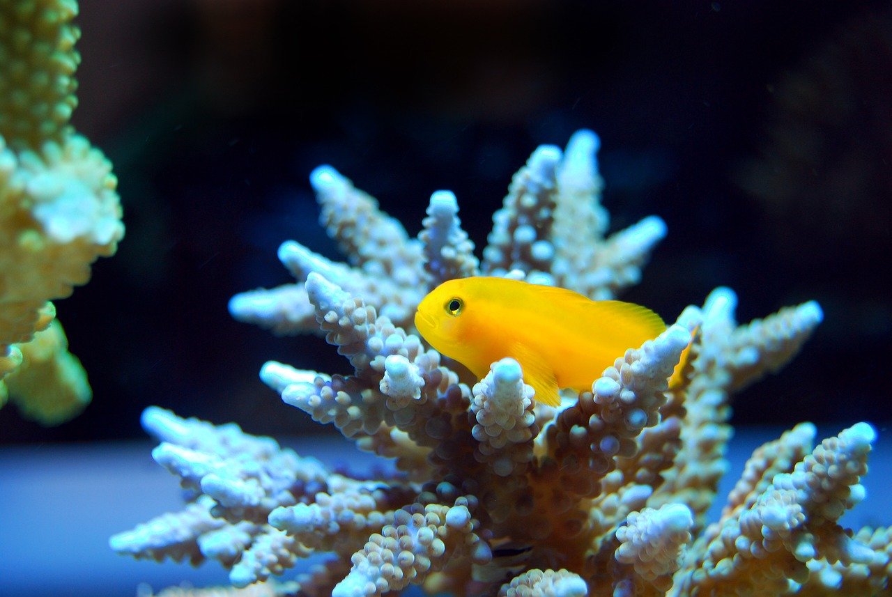 Fondo de Pantalla de pixabay_2694430.jpg