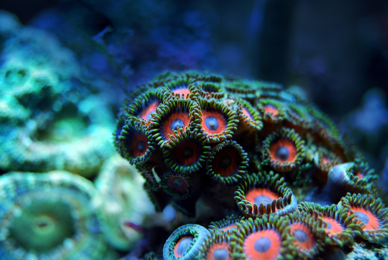 Fondo de Pantalla de pixabay_2694453.jpg