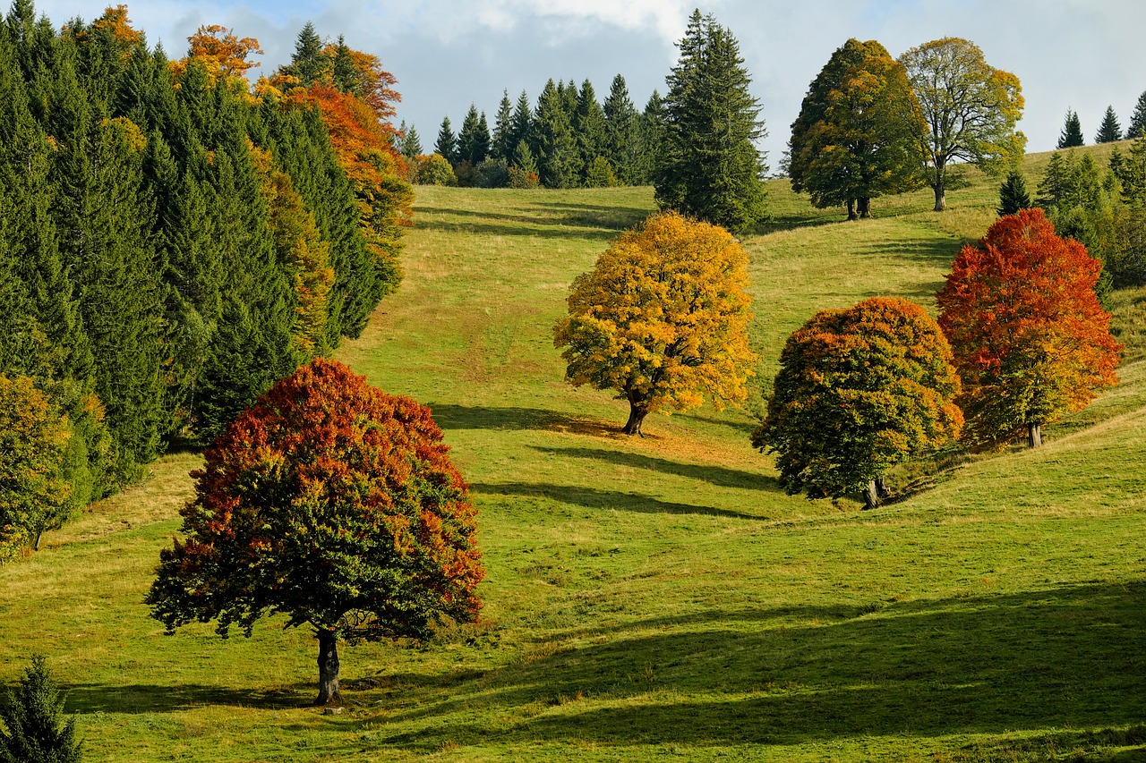 Fondo de Pantalla de pixabay_2800880.jpg