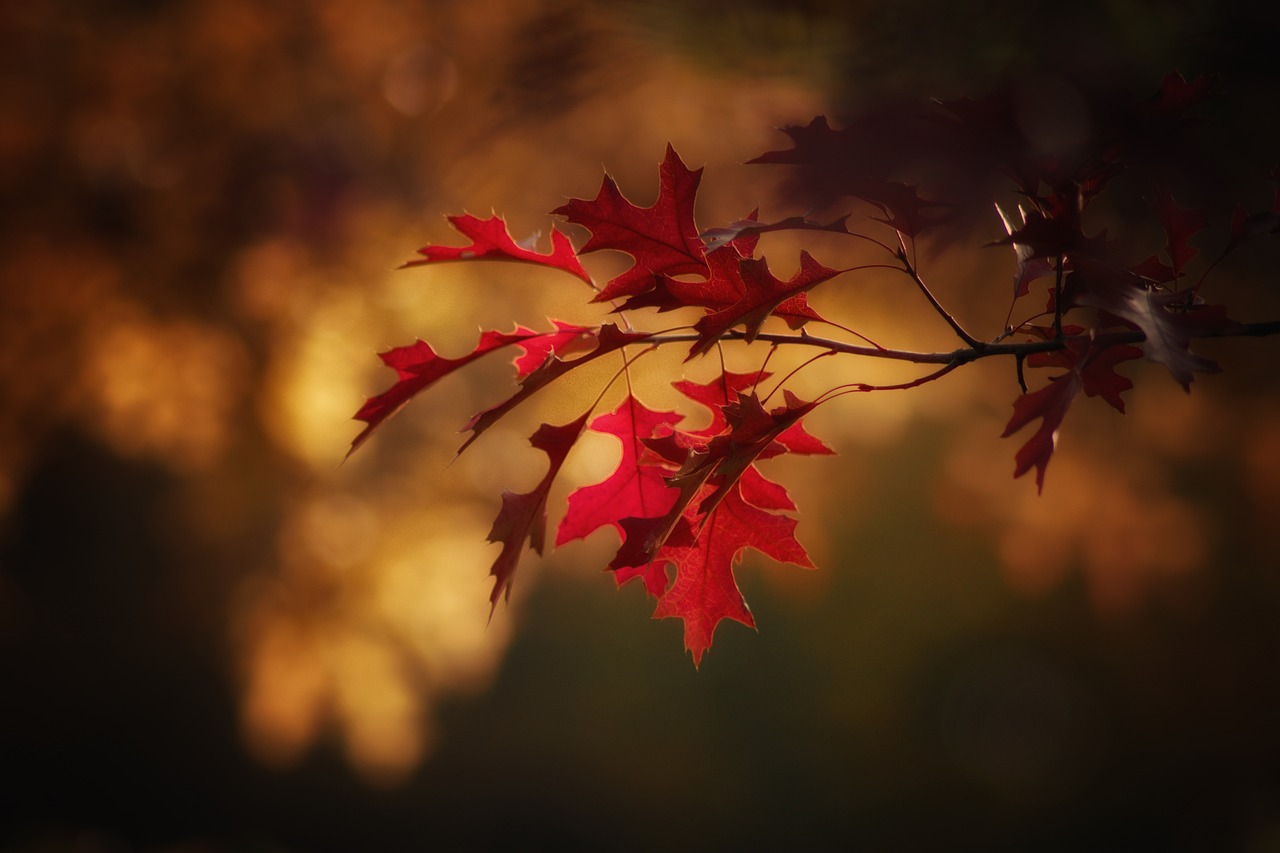 Fondo de Pantalla de pixabay_2895335.jpg