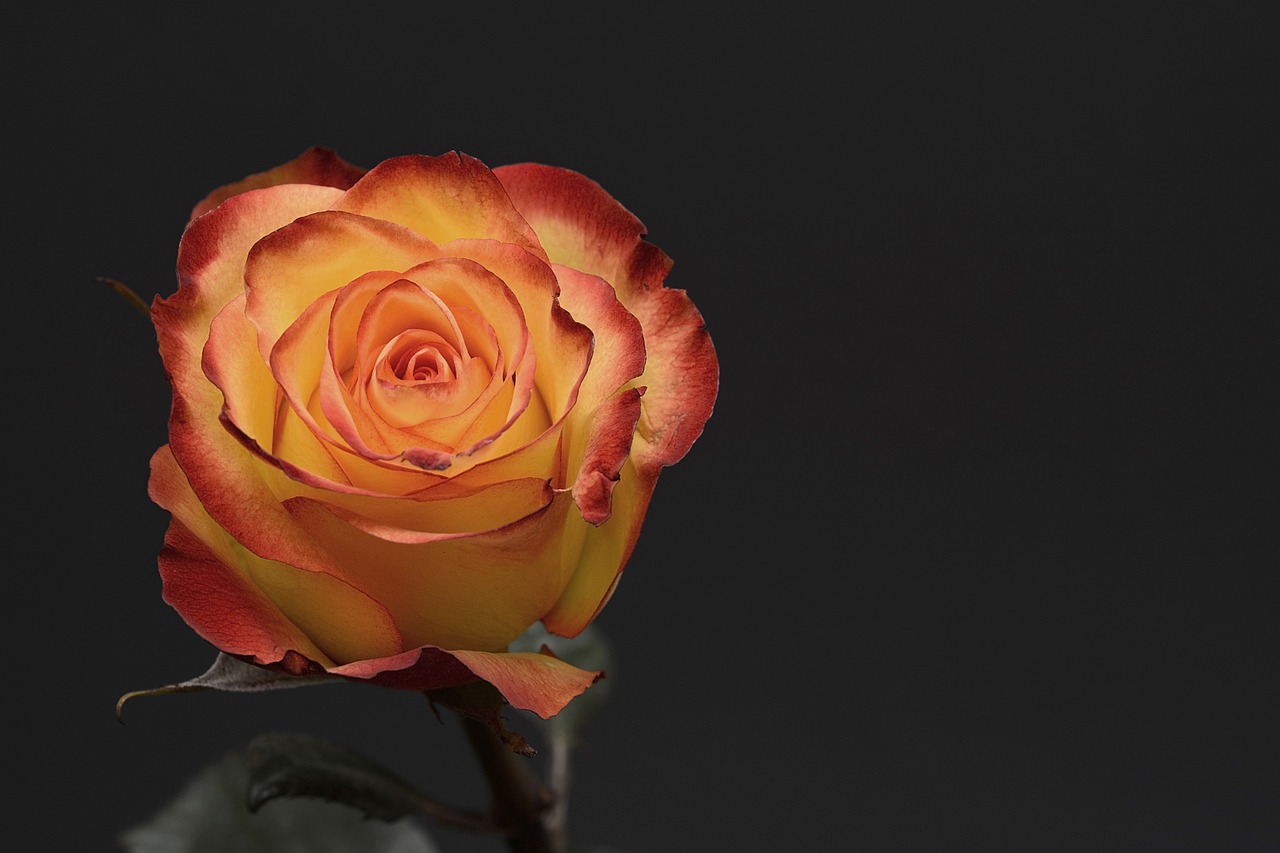 Fondo de Pantalla de pixabay_3063283.jpg