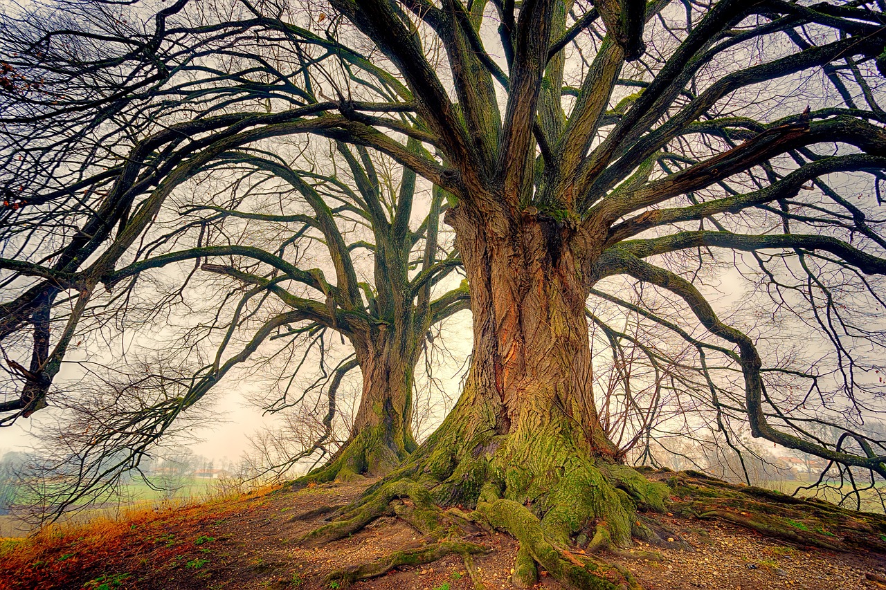 Fondo de Pantalla de pixabay_3249744.jpg