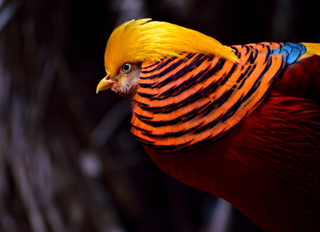 Fondo de Pantalla de pixabay_334658.jpg