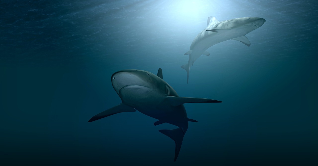 Fondo de Pantalla de pixabay_3347786.jpg