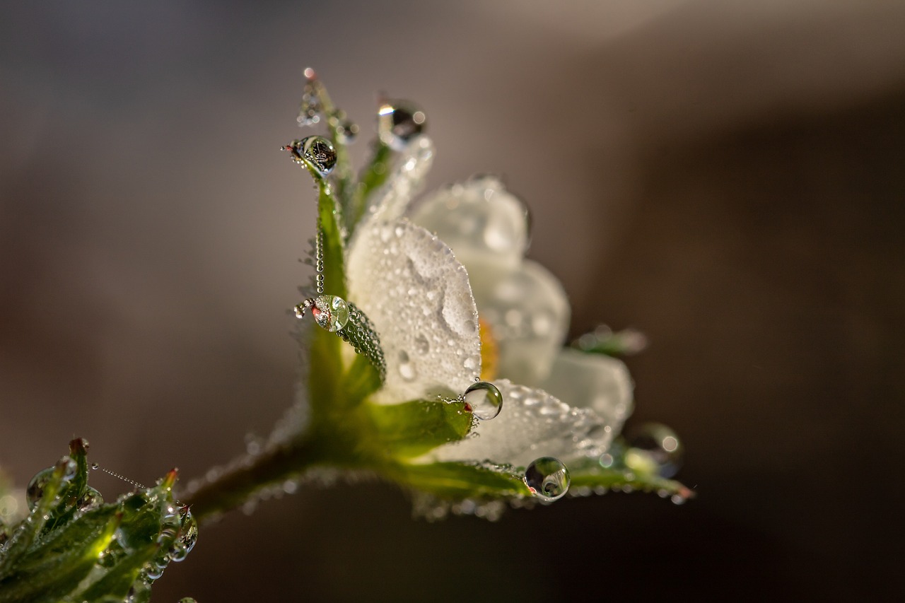 Fondo de Pantalla de pixabay_3402550.jpg