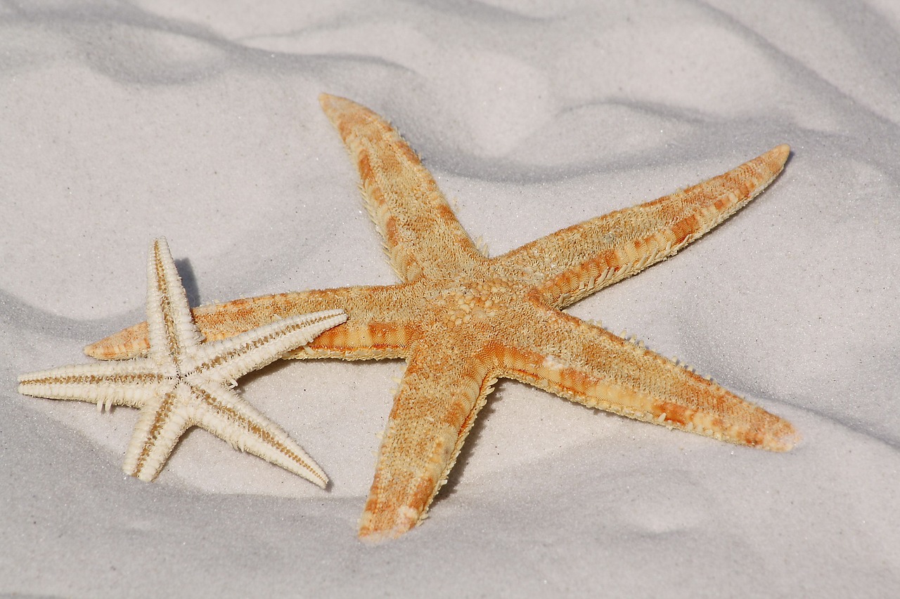 Fondo de Pantalla de pixabay_343791.jpg