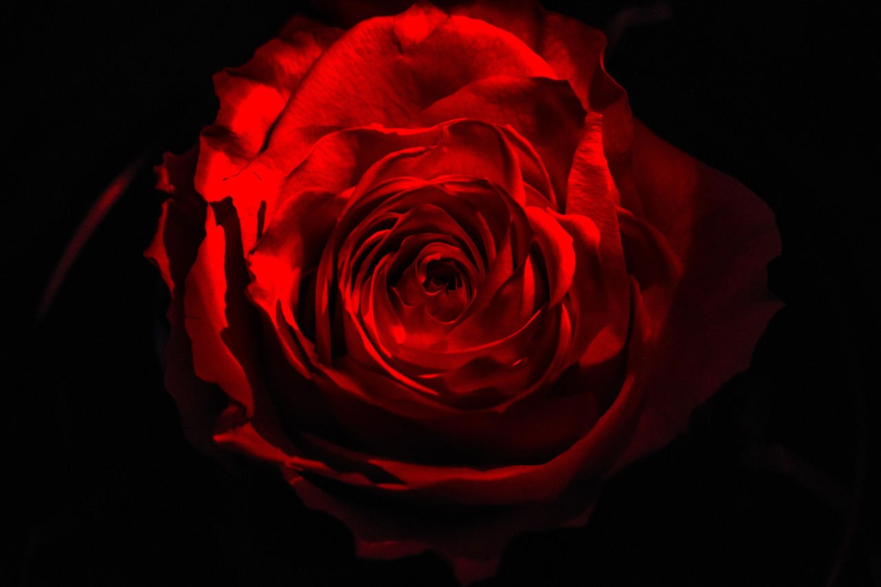 Fondo de Pantalla de pixabay_3527697.jpg