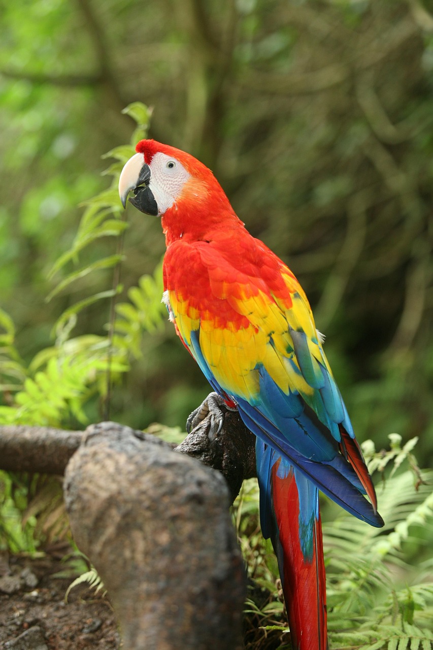 Fondo de Pantalla de pixabay_3555585.jpg