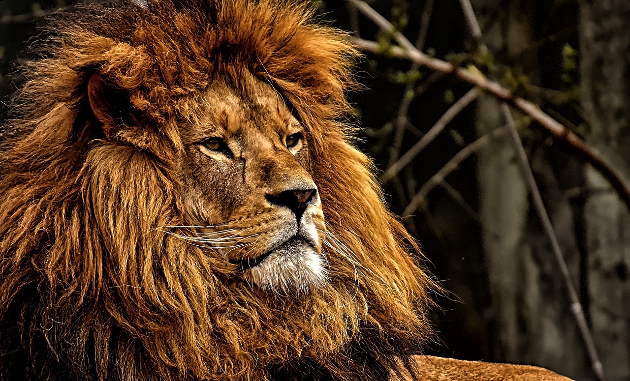 Fondo de Pantalla de pixabay_3583963.jpg