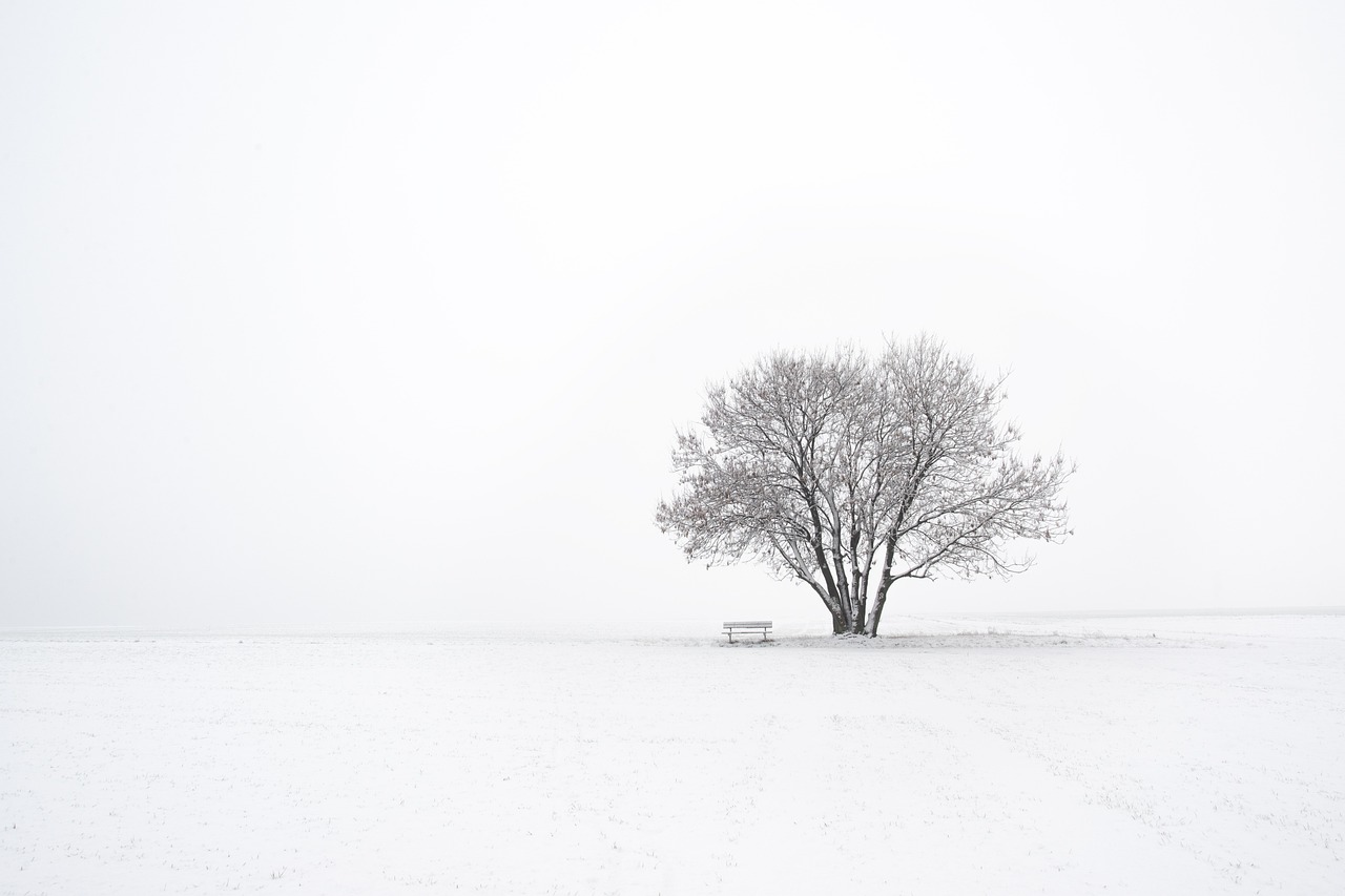 Fondo de Pantalla de pixabay_3974511.jpg