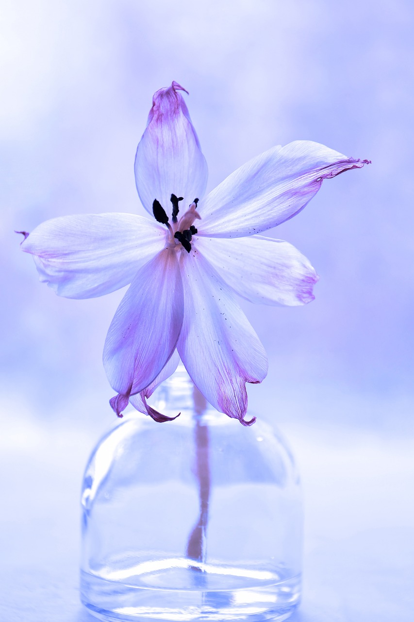 Fondo de Pantalla de pixabay_4050535.jpg