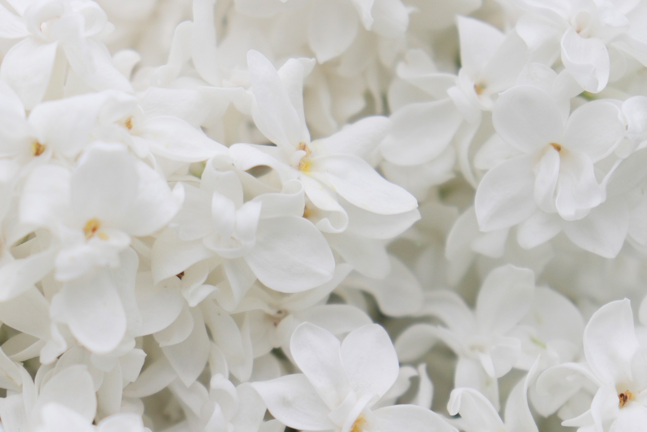 Fondo de Pantalla de pixabay_4250869.jpg