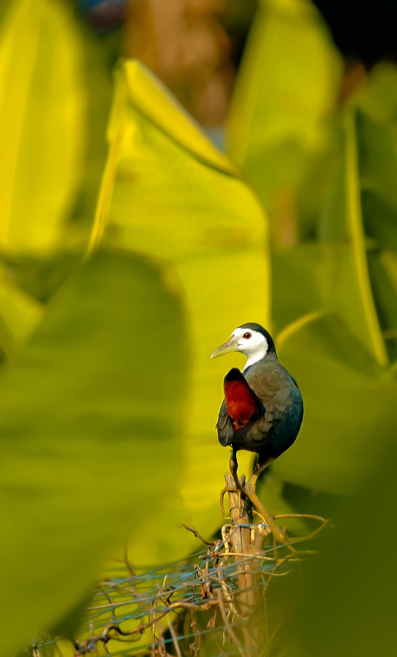Fondo de Pantalla de pixabay_4258405.jpg