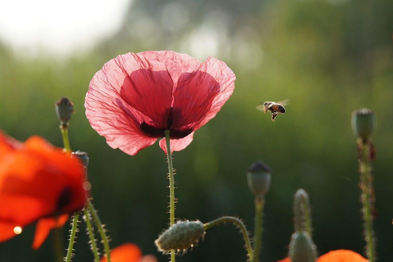 Fondo de Pantalla de pixabay_4274633.jpg