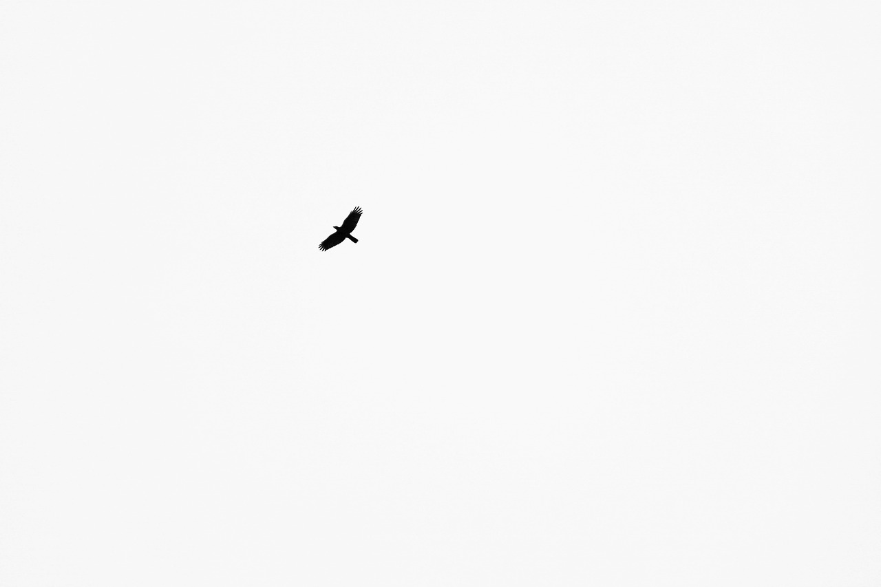 Fondo de Pantalla de pixabay_4477368.jpg