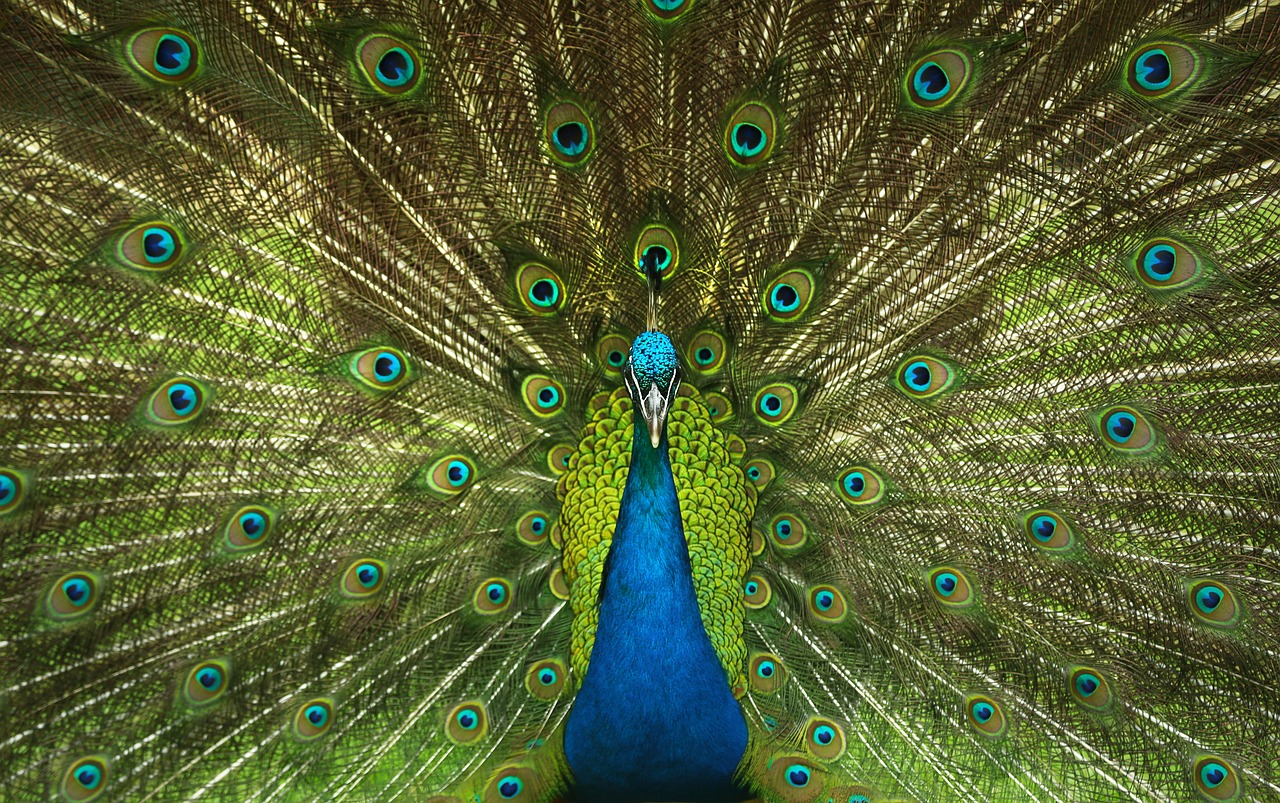 Fondo de Pantalla de pixabay_4746848.jpg