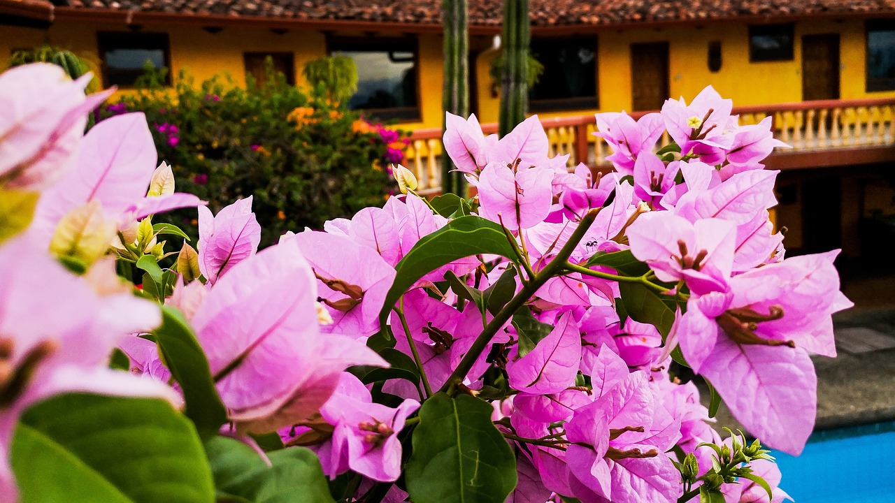 Fondo de Pantalla de pixabay_4843890.jpg
