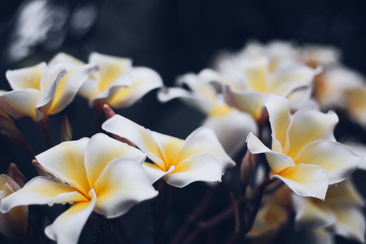 Fondo de Pantalla de pixabay_4887944.jpg