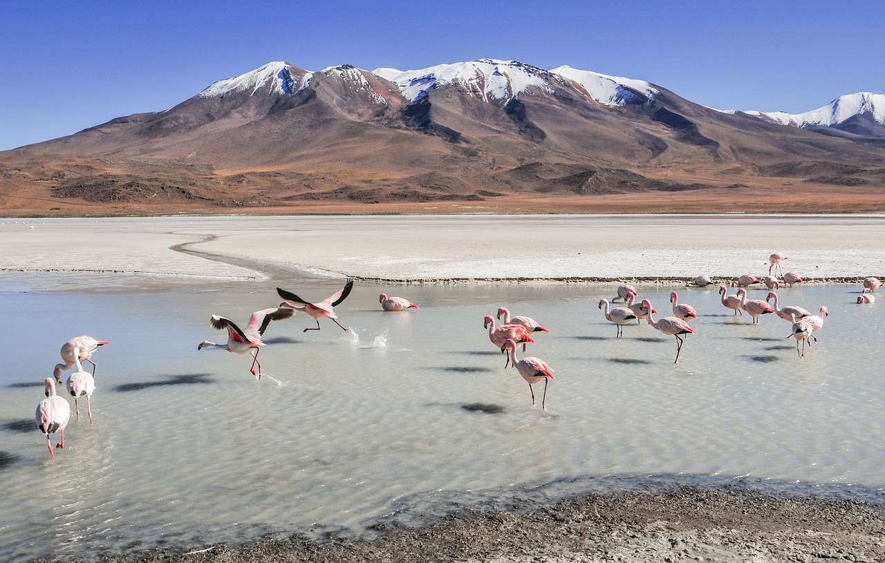 Fondo de Pantalla de pixabay_4919079.jpg