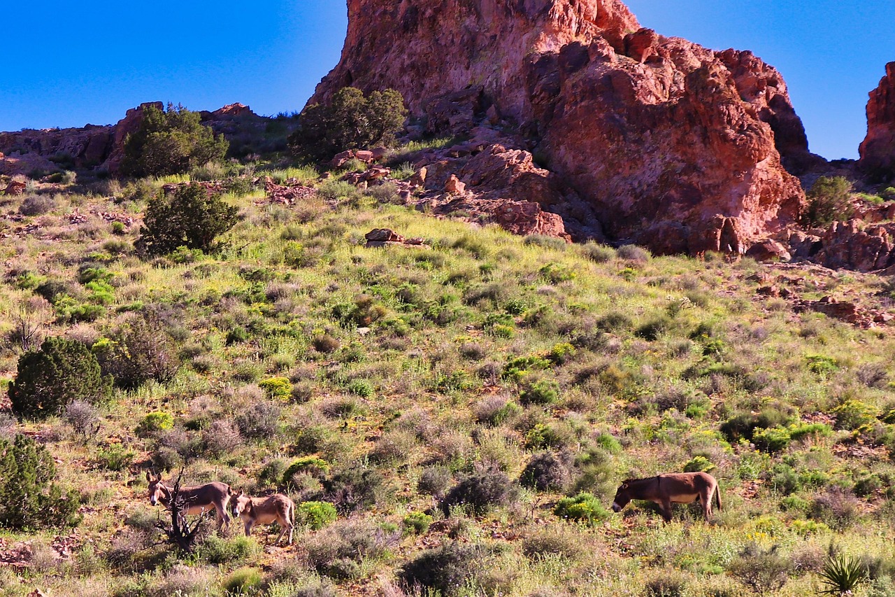 Fondo de Pantalla de pixabay_5119283.jpg