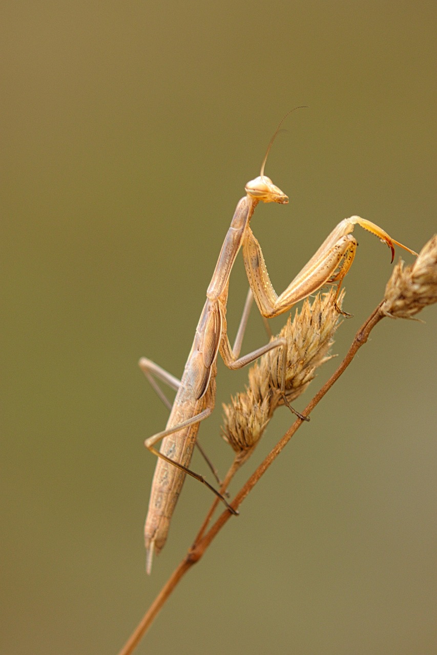 Fondo de Pantalla de pixabay_5329623.jpg