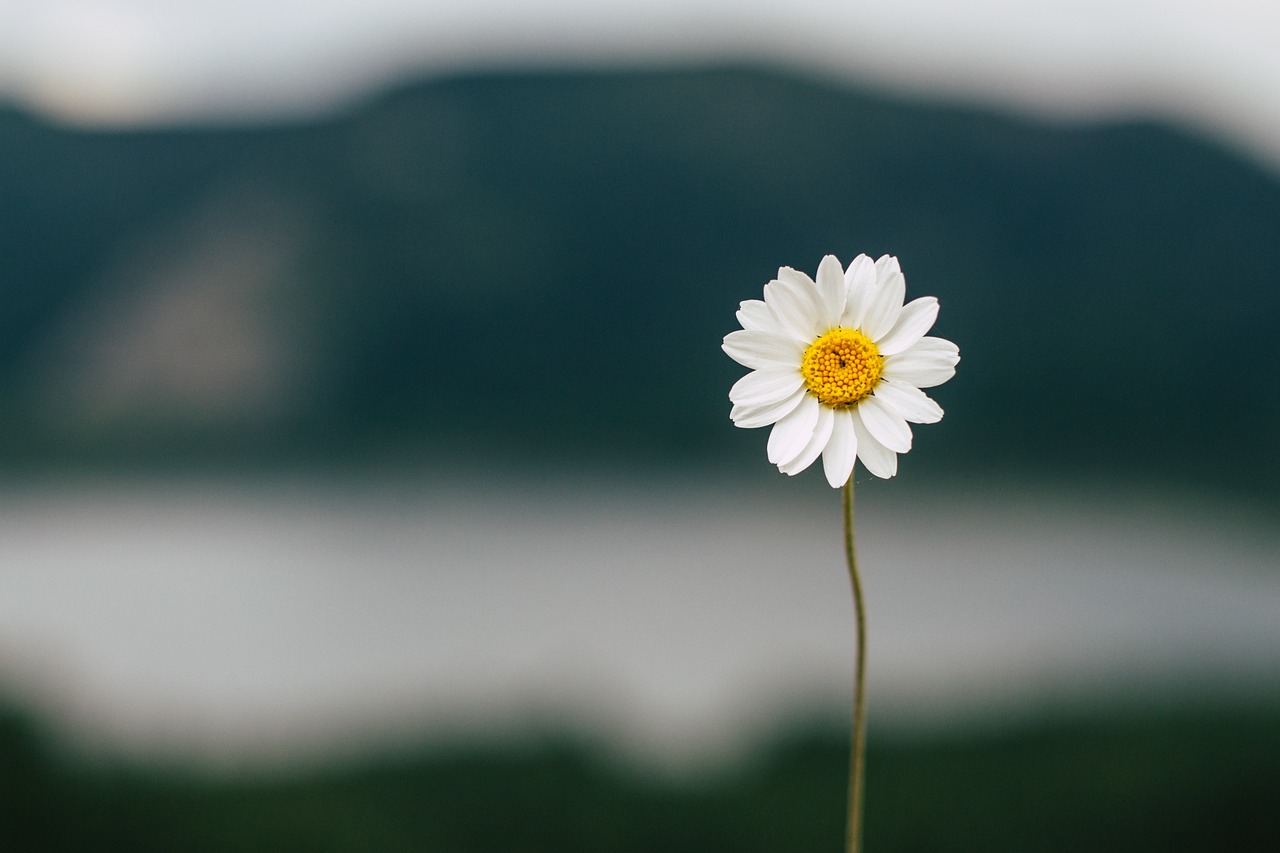 Fondo de Pantalla de pixabay_5383056.jpg