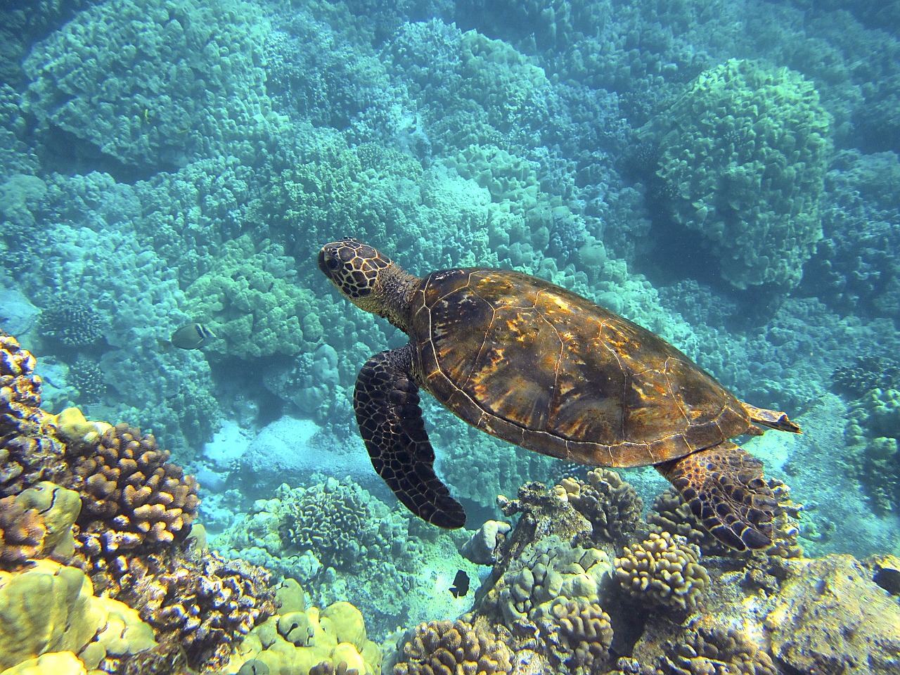 Fondo de Pantalla de pixabay_547162.jpg